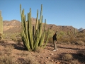 09-Organ Pipe Cactus